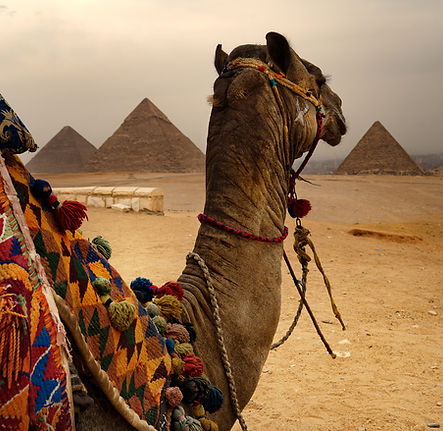 Camel With Pyramids